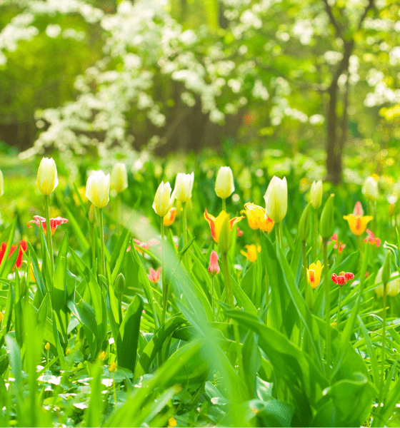 Frühling bei Dehner