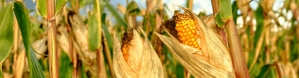 Maisschau 2025 bei Dehner