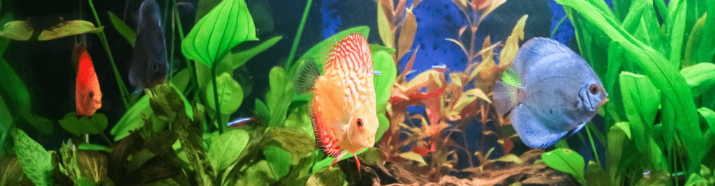 Aquaristik bei Dehner