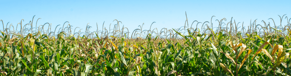 Maisschau 2025 bei Dehner Agrar