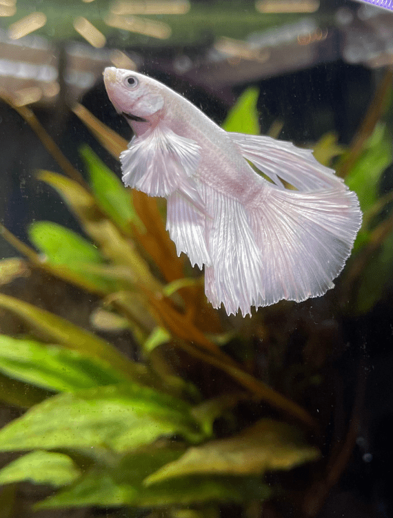 aquaristik_verantwortung_lehrreich