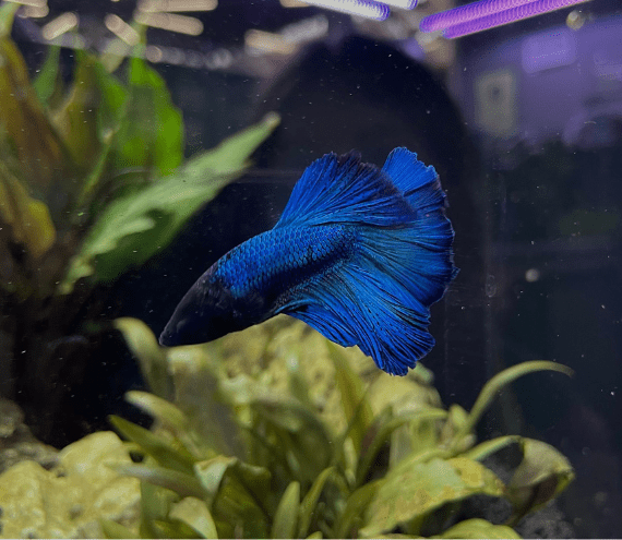 zoofachhandlung_aquaristik_fische