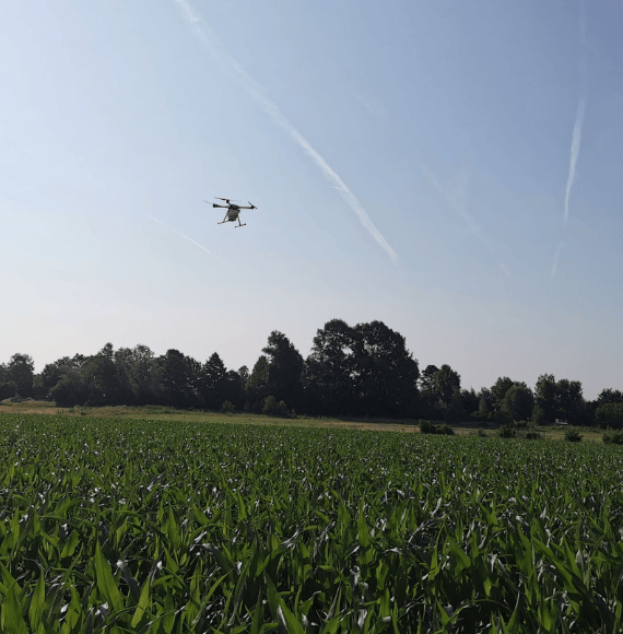 Drohne fliegt über ein Maisfeld