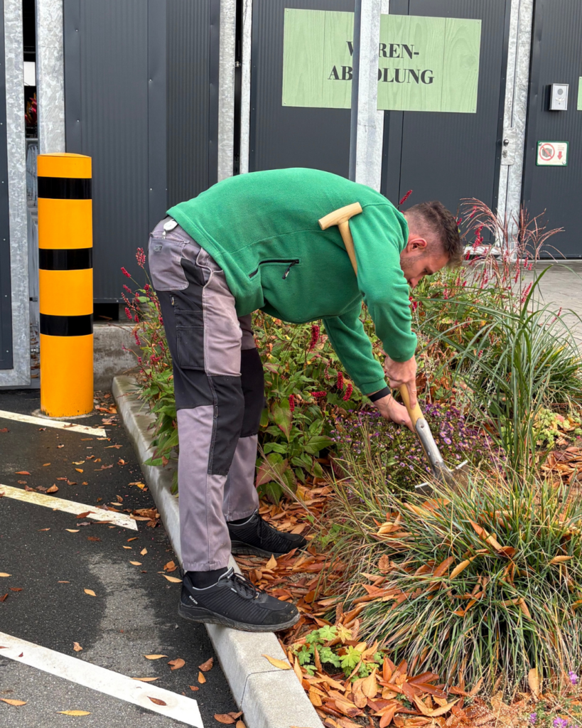 Mann mit grünem Fleece ist gebückt mit einer Gartenschere im Beet