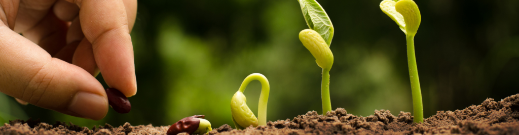 Eine Hand setzt ein Saatkorn in die Erde, das langsam zu einer grünen Knospe keimt