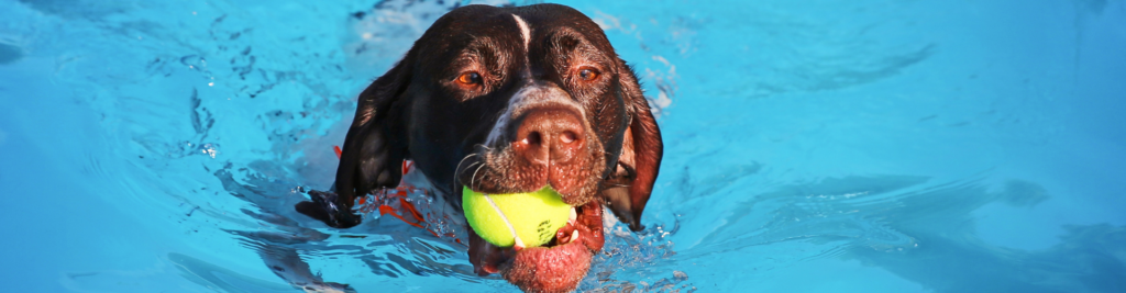 Ein Hund spielt mit einem Ball im Pool