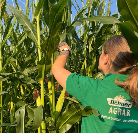 Eine Mitarbeiterin in grünem T-Shirt prüft, ob die Maispflanze vom Maiszünsler befallen ist
