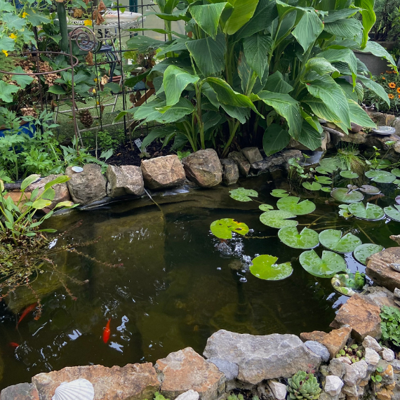 Gartenteich mit grüner Bepflanzung