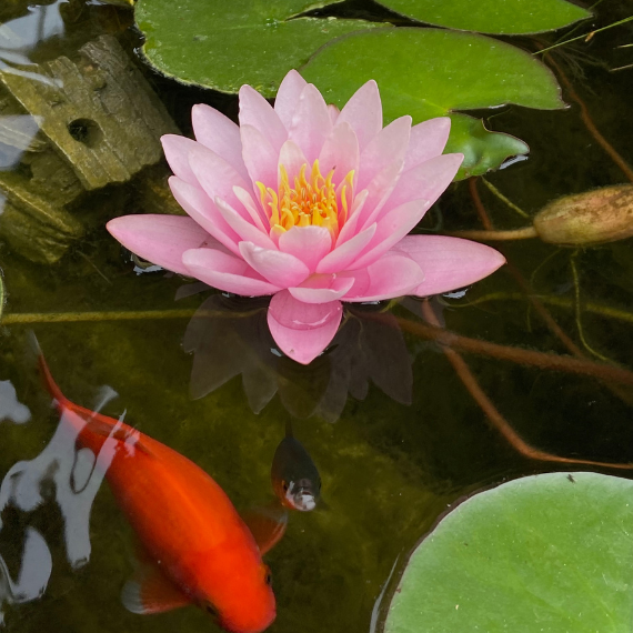 Seerose in einem Teich mit einem Fisch