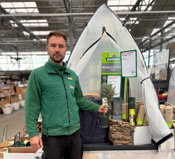 Ein Mann in grüner Arbeitskleidung hält ein kleines Olivenbäumchen in der Hand, das eingewintert werden muss