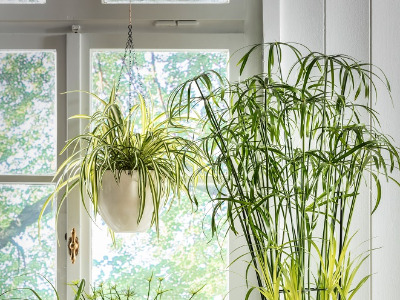 Luftreinigende Zimmerpflanzen: Top 10 für gute Luft