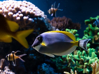 Pflanzen & Fische fürs Aquarium