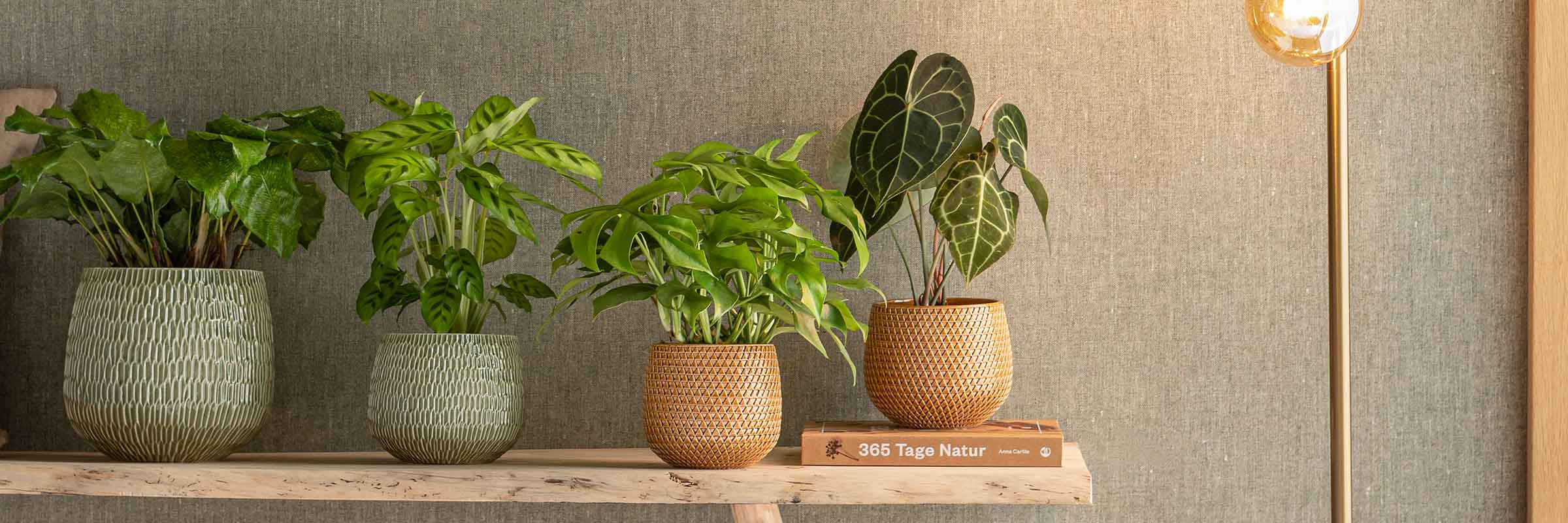 tolle Zimmerpflanzen Bunte Pflanzen wachsen ohne Licht Zimmer-Pilzsortiment 