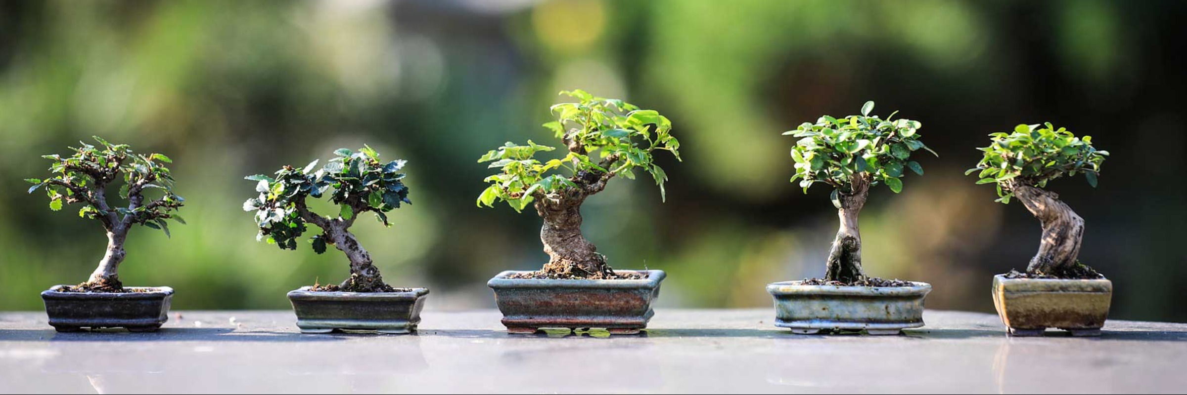 bonsai arten  pflege  dehner