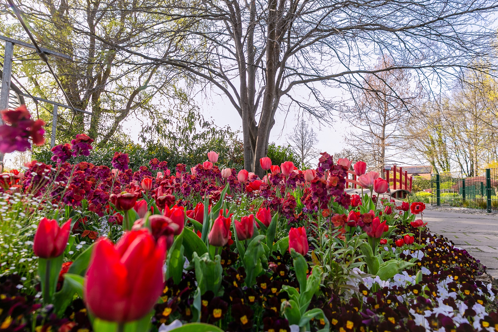 Schaugarten: Rote Brücke mit Tulpenbeet